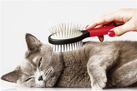 Why every pet owner should invest in a high-quality fur brush